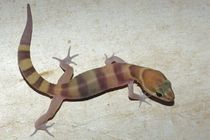 Tucson Banded Gecko by Pat Goltz
