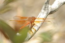 Flame Skimmer by Pat Goltz