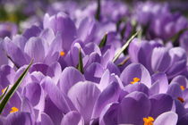 Krokusse violette by alsterimages