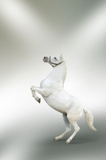 White horse rearing von tkdesign
