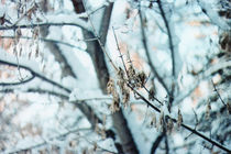 winter forest von yulia-dubovikova