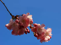 Japanische Kirschblüte von Wolfgang Dufner