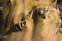 Baumwelten - Tree worlds by ropo13