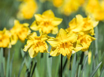 Daffodils in Spring von Graham Prentice