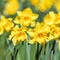 Yellowdaffodils01