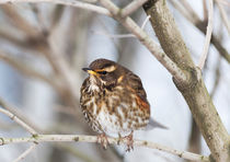 Redwing by Graham Prentice