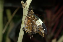 Jazzy Leafwing by Pat Goltz