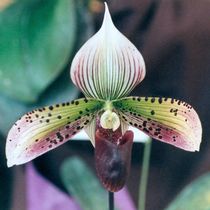 Slipper Orchid by Pat Goltz