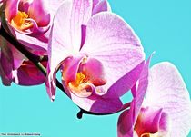 Orchideae3 by Ridzard  König