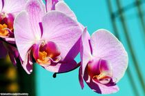 Orchideae4 by Ridzard  König