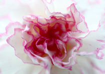 Pink Carnation by James Biggadike