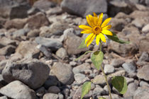 the solar flower growing among stones von yulia-dubovikova