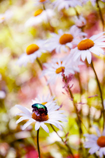 may-bug on a camomile flower, Russia von yulia-dubovikova