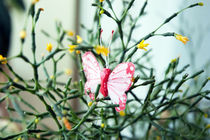 butterfly in a flower by yulia-dubovikova