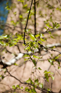 fine gentle first spring greens by yulia-dubovikova