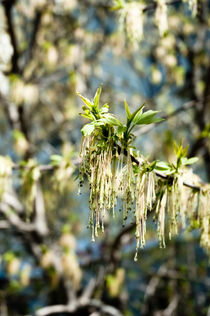 fine gentle first spring greens von yulia-dubovikova