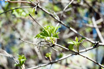 fine gentle first spring greens by yulia-dubovikova