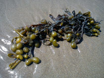 Seaweed by Wayne Molyneux
