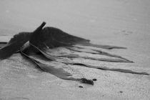 Seaweed by James Biggadike