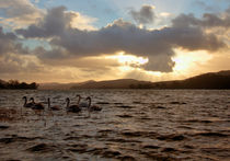 Swan Lake by James Biggadike