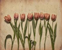 Early Tulips von Dave Milnes