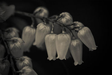 White-flowers-in-black-and-white