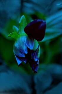 Blume in Blau von alana