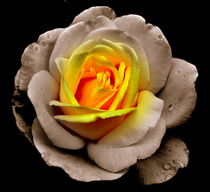 leuchtende Rose 1 by alana