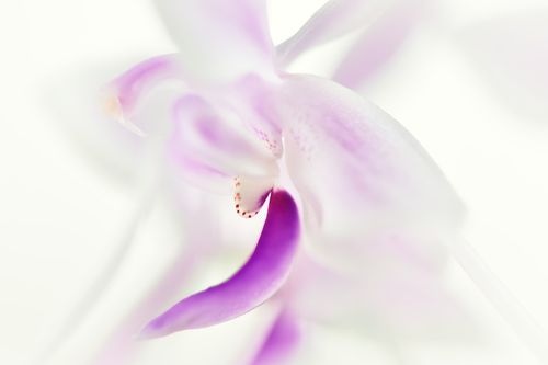 Orchidee-01-10