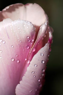 Pink Tulip  by Paul messenger