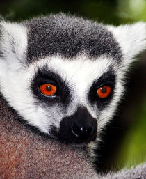 Ring-Tailed Lemur by Paul messenger