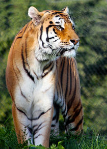 Amur Tiger  by Paul messenger