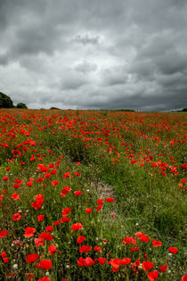 'Poppies before the Storm' by Alice Gosling