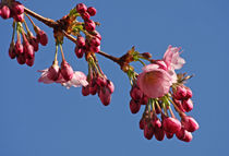 Japanische Kirschbaumblüte by Wolfgang Dufner