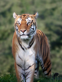 Amur Tiger  von Paul messenger