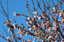 Spring Bloom by Jakob Astor