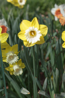 Spring Daffodil von Graham Prentice
