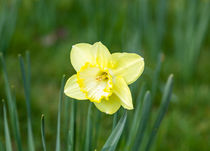Narcissus St Patrick's Day by Graham Prentice