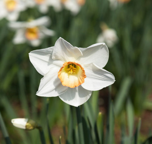 Narcissushighsoc01