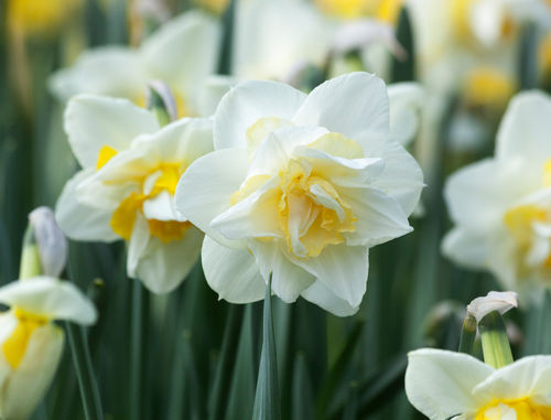 Narcissuswhitelion01