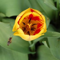 Eine Tulpe mit Biene von Anke Franikowski