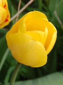 Schöne gelbe Tulpe von Anke Franikowski