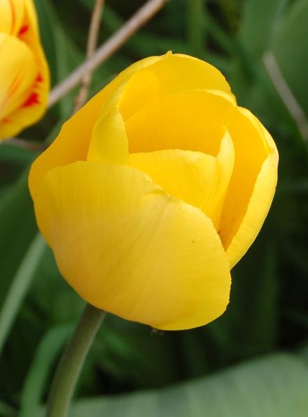 Gelbe-tulpe-multi-kreativ