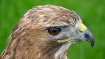 Red-tailed Hawk  by John Biggadike
