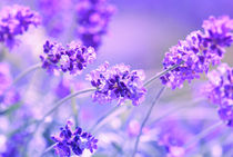 Lavendel by Violetta Honkisz