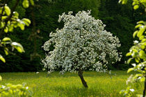 Apfelbaum im Frühling von Matthias Hauser