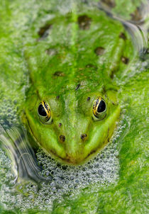 Grüner Frosch im Teich von Matthias Hauser