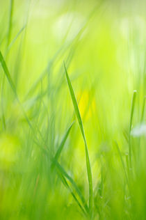 Grünes Gras im Frühling von Matthias Hauser