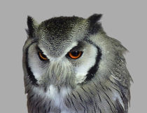 Southern white-faced owl by John Biggadike