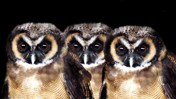 Tropical-screech-owls